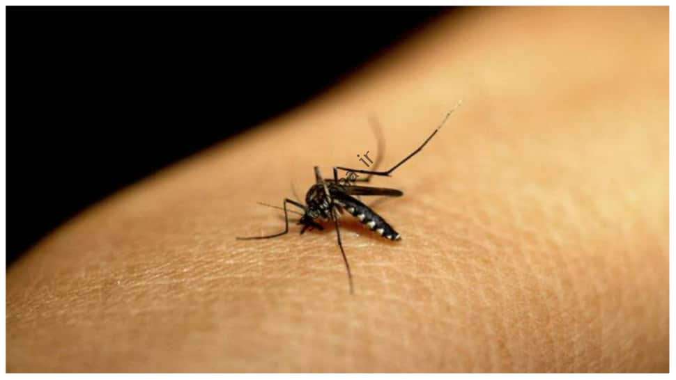 دهلی 4469 مورد دنگی را ثبت کرد.  9 مرگ در سال 2022: MCD |  اخبار هند