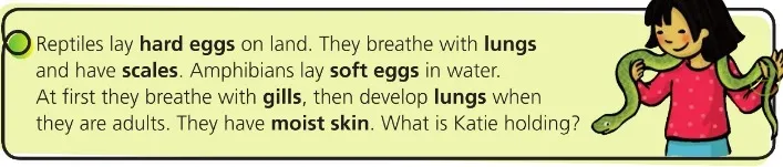 What do animals eat